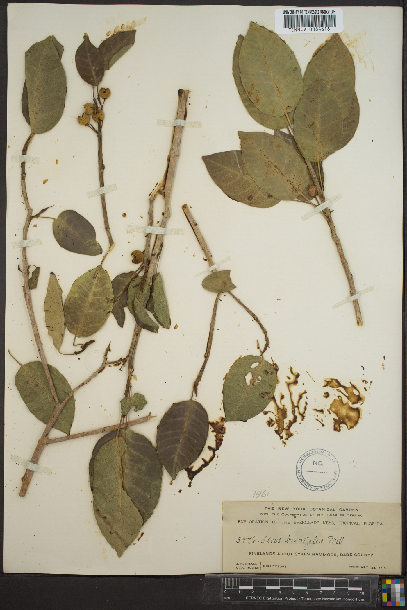 Ficus brevifolia image