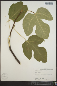 Ficus carica image