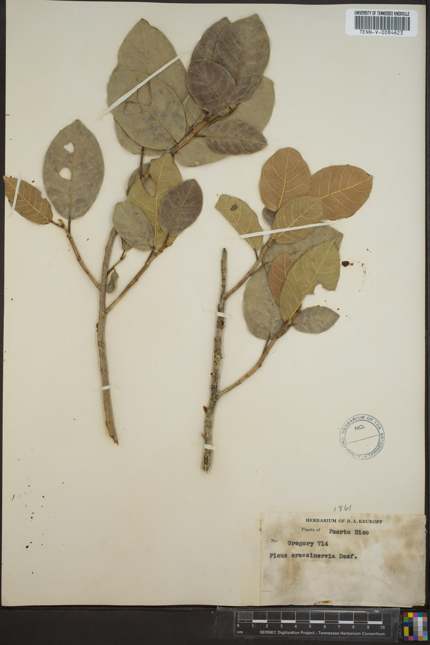 Ficus trigonata image