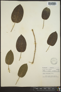 Ficus laevigata image