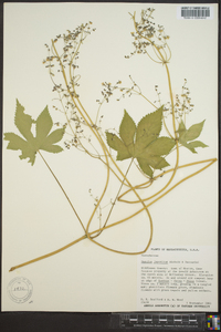 Humulus japonicus image