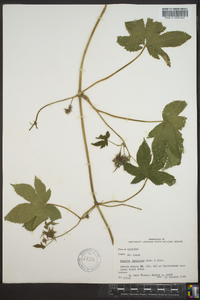 Humulus japonicus image