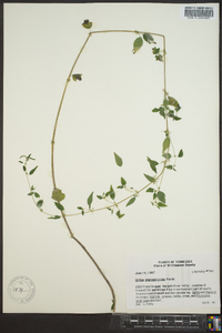 Urtica chamaedryoides image