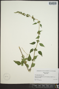 Urtica chamaedryoides image