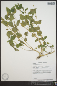 Urtica chamaedryoides image