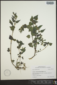 Urtica chamaedryoides image