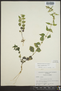 Urtica chamaedryoides image