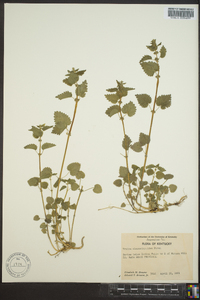 Urtica chamaedryoides image