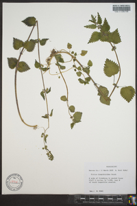 Urtica chamaedryoides image