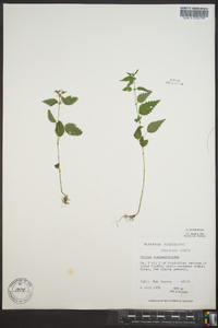 Urtica chamaedryoides image