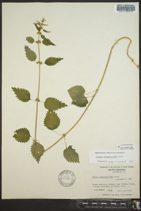 Urtica chamaedryoides image