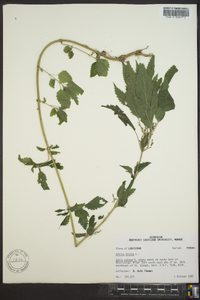 Urtica dioica image