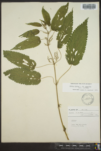 Urtica dioica image