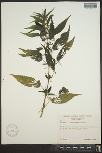 Urtica gracilis image