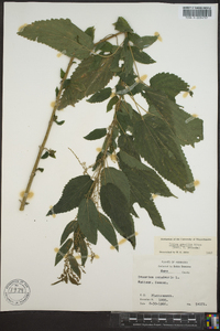 Urtica gracilis image