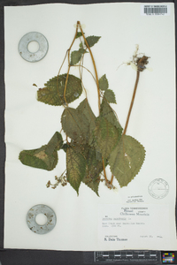 Laportea canadensis image