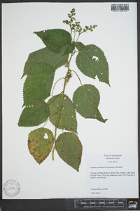 Laportea canadensis image