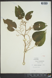 Laportea canadensis image