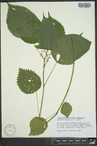 Laportea canadensis image