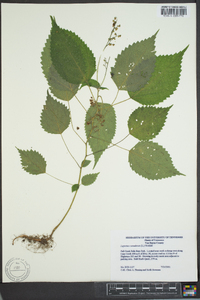 Laportea canadensis image