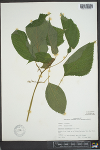 Laportea canadensis image