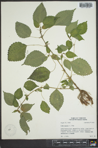 Pilea pumila image