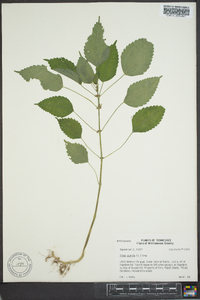 Pilea pumila image