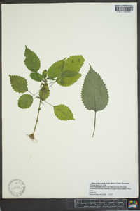 Pilea pumila image