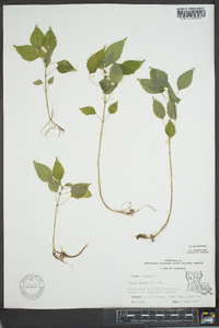 Pilea pumila image