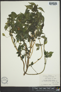 Pilea pumila image