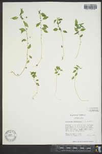 Parietaria pensylvanica image