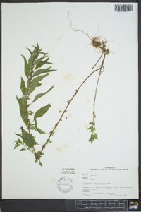 Parietaria pensylvanica image