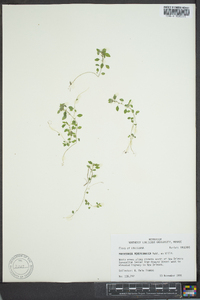 Parietaria pensylvanica image