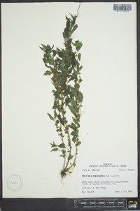 Parietaria pensylvanica image