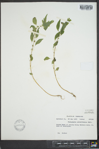 Parietaria pensylvanica image