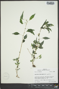 Parietaria pensylvanica image