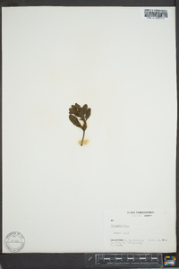 Phoradendron leucarpum subsp. leucarpum image