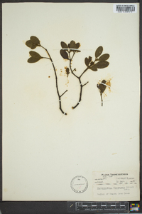 Phoradendron leucarpum subsp. leucarpum image