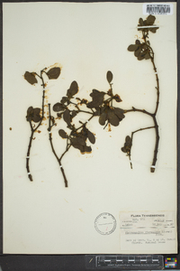 Phoradendron leucarpum subsp. leucarpum image