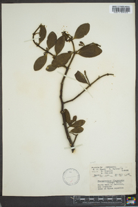 Phoradendron leucarpum subsp. leucarpum image