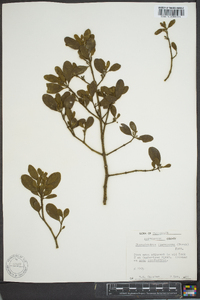 Phoradendron leucarpum subsp. leucarpum image