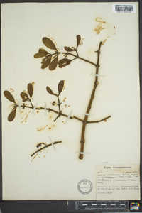 Phoradendron leucarpum subsp. leucarpum image