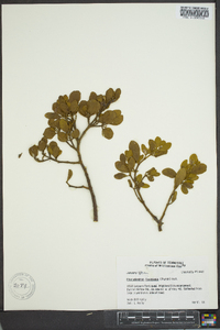 Phoradendron leucarpum subsp. leucarpum image