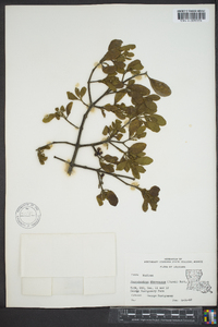 Phoradendron leucarpum subsp. leucarpum image