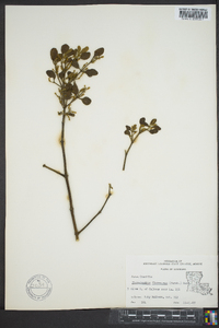 Phoradendron leucarpum subsp. leucarpum image