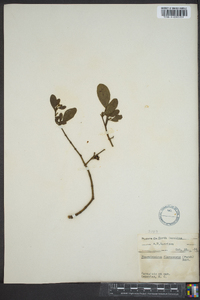 Phoradendron leucarpum subsp. leucarpum image