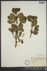 Phoradendron leucarpum subsp. leucarpum image