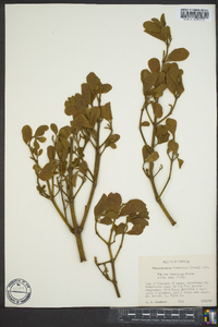 Phoradendron leucarpum subsp. leucarpum image