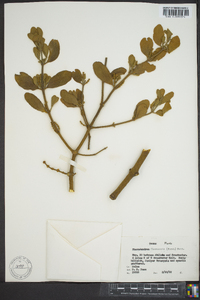 Phoradendron leucarpum subsp. leucarpum image