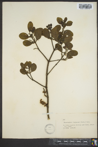 Phoradendron leucarpum subsp. leucarpum image
